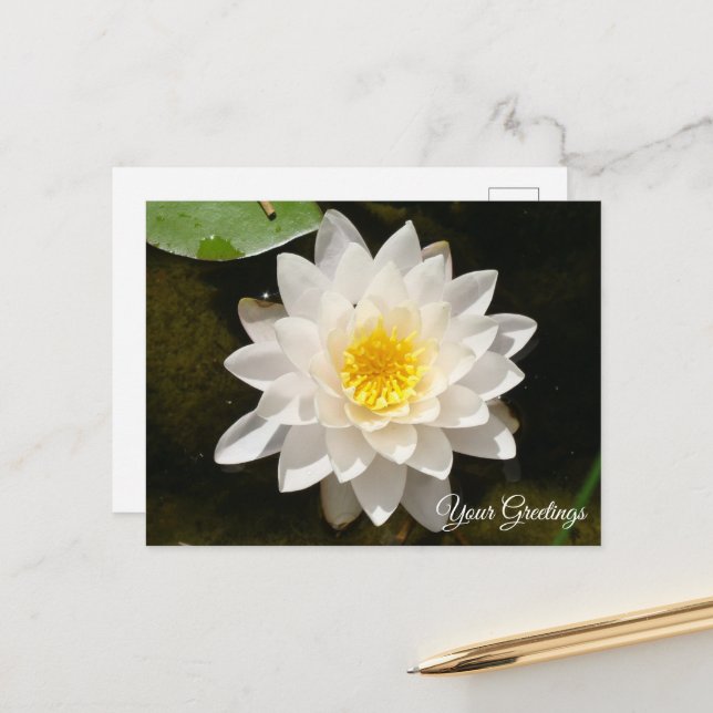 Floating White Waterlily Lotus Blank Postcard (Front/Back In Situ)