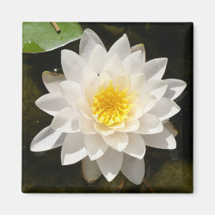 Floating White Waterlily Lotus  Magnet