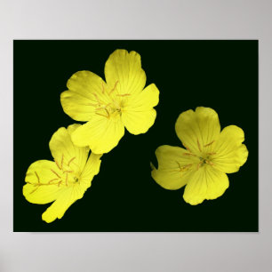 Floating Yellow Wild Geranium Flowers Poster