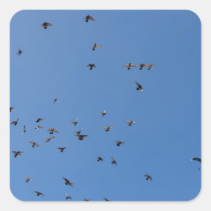 Flock of Birds Flying in Clear Blue Sky with Parag Square Sticker