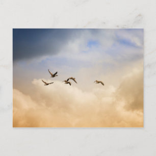Flock of Birds in Flight Postcard