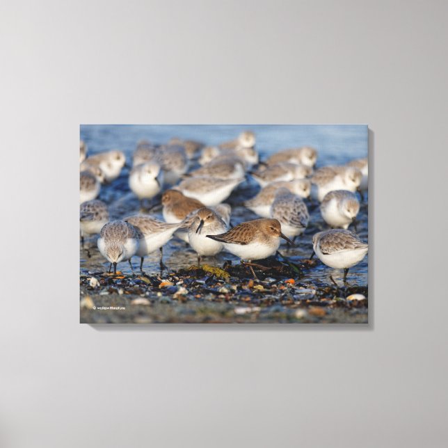Flock of Dunlins and Sanderlings at the Beach Canvas Print (Front)