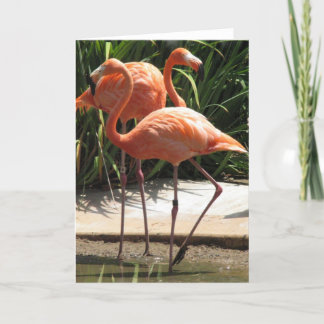 Flock of Flamingos Greeting Card