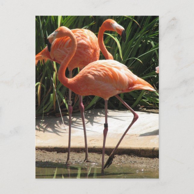 Flock of Flamingos Postcard (Front)