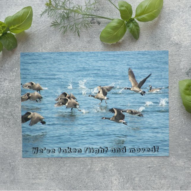 Flock of Flying Geese Moving Announcement (In Situ)