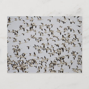 Flock of Geese in Flight Postcard