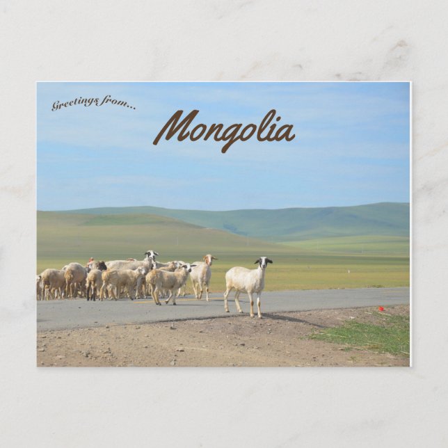 Flock of Goats in Mongolia Postcard (Front)