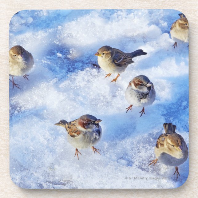 Flock of House Sparrows 'Passer domesticus' on Coaster (Front)
