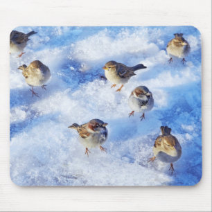 Flock of House Sparrows 'Passer domesticus' on Mouse Pad