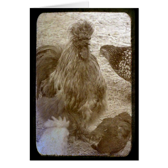 Flock of Many Colours (Front)