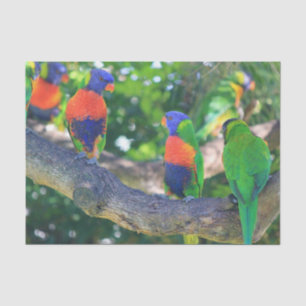 Flock of Rainbow lorikeets on a branch of a Tree Tissue Paper