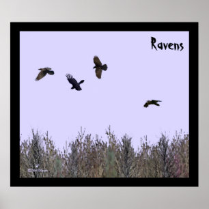 Flock of Ravens Poster