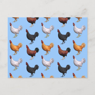 Flock Of Roosters Postcard