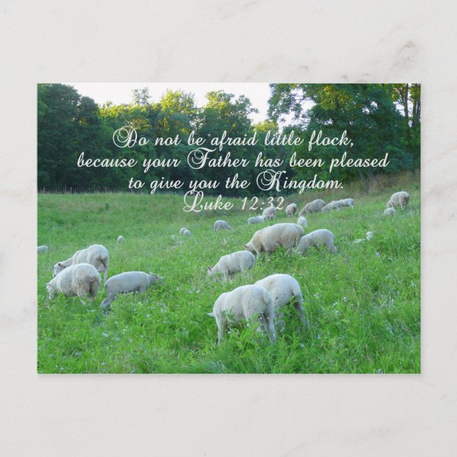 Flock of Sheep-Easter/ with Biblical Psalm Holiday Postcard (Front)