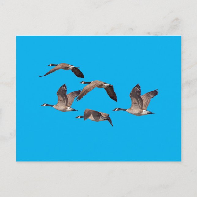 Flock of wild geese postcard (Front)