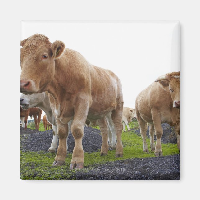 Flock of young white cows in Scottish field Magnet (Front)