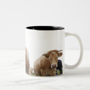 Flock of young white cows in Scottish field Two-Tone Coffee Mug