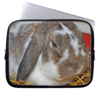 Floppy-eared Bunny