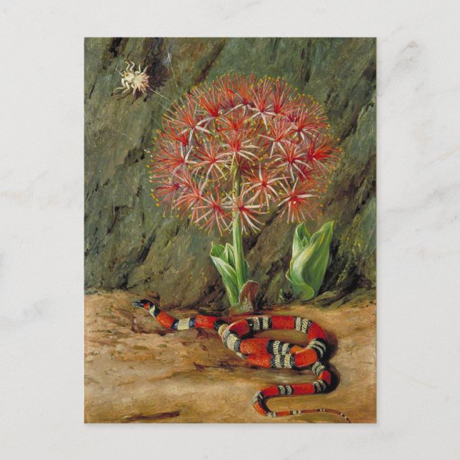 Flor Imperiale Coral Snake and Spider Postcard (Front)