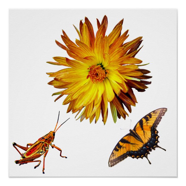 Flora and fauna poster (Front)
