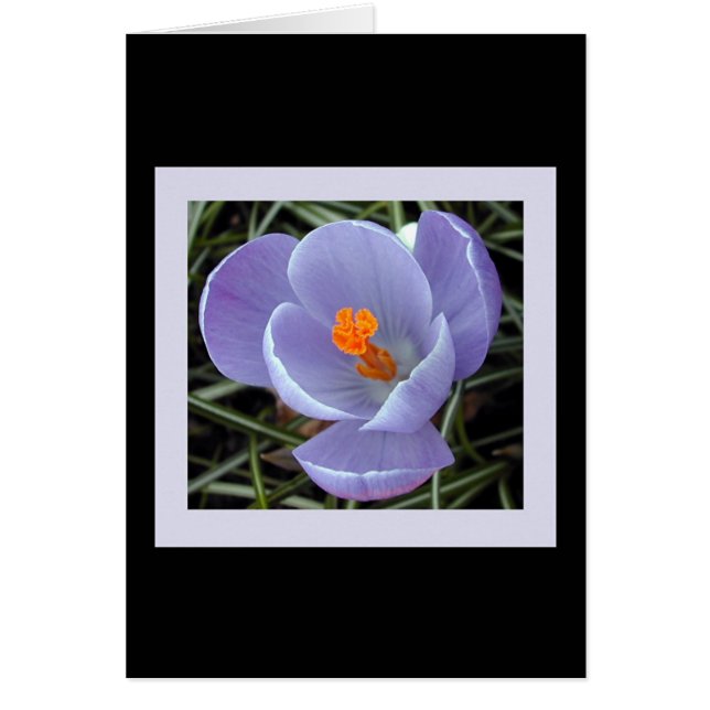 flora for spring #2 (Front)