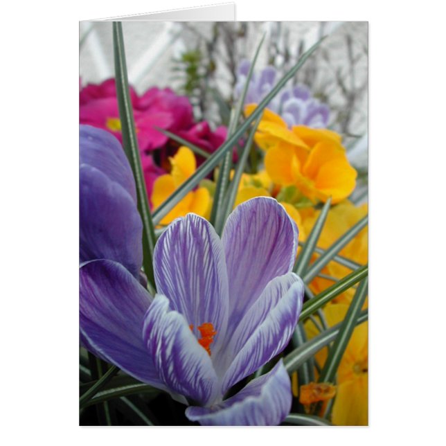 flora for spring #3 (Front)