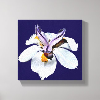 Floral African Iris Canvas Print