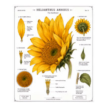Floral Anatomy Diagram Poster | Vintage Floral
