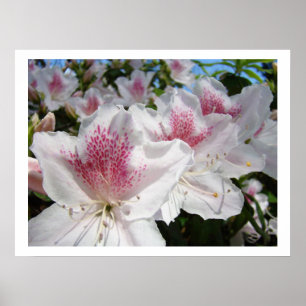 Floral art prints White Pink Azalea Flowers Garden
