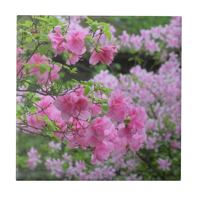 FLORAL CERAMIC TILE/ PINK AZALEAS TILE (Front)