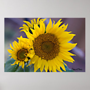 Floral Cluster Sunflowers Close-Up Photograph Poster