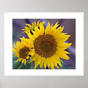 Floral Cluster Sunflowers Close-Up Photograph Poster