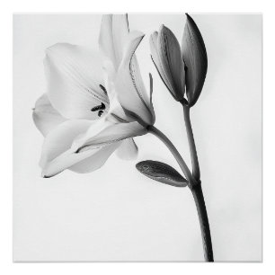 Floral Elegance in Black and White Poster