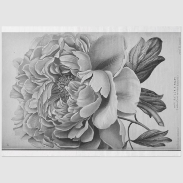 Floral Ephemera Decoupage Black White Peony Left Tissue Paper (Front)