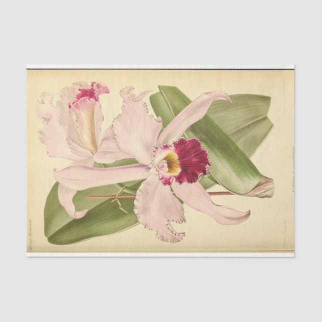 Floral Ephemera Decoupage Pink Tissue Paper (Front)