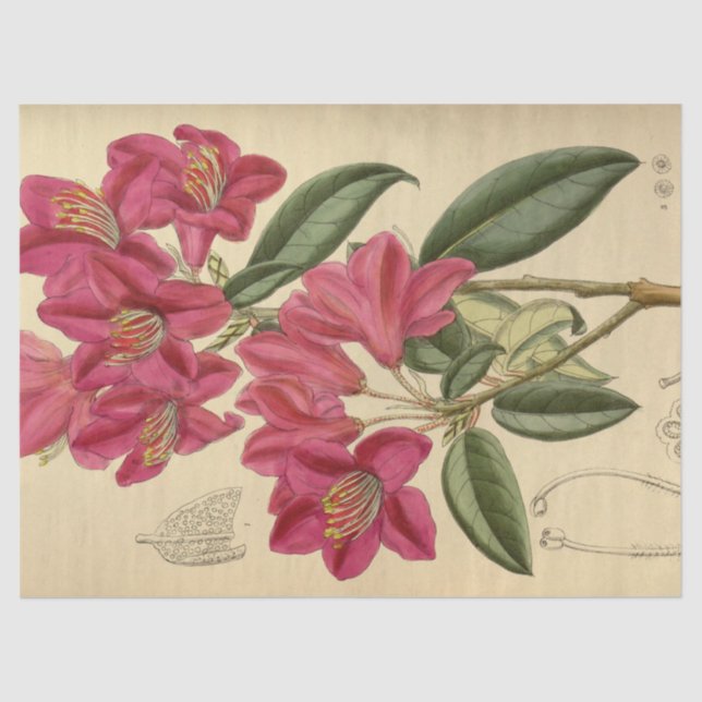 Floral Ephemera Decoupage Pink Tissue Paper (Front)