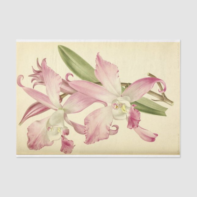 Floral Ephemera Decoupage Pink Tissue Paper (Front)