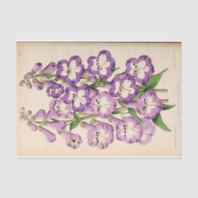 Floral Ephemera Decoupage Purple French Flowers Ti Tissue Paper (Front)