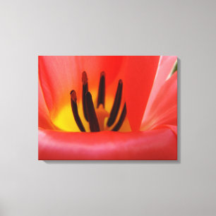 Floral Fine Art Red Tulip Flower Modern art Canvas Print