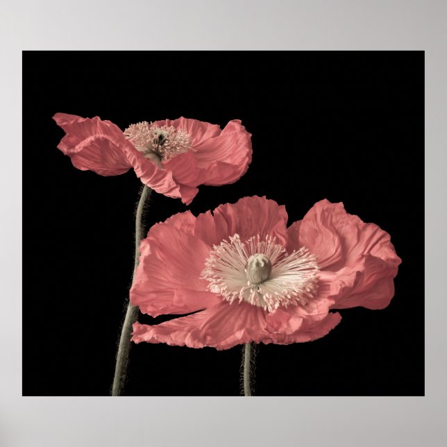 Floral fine art still life pastel colour macro of  poster (Front)