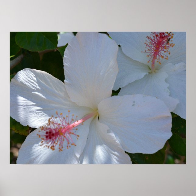 Floral Fragrance Canvas Print (Front)