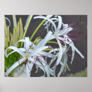 Floral Fragrance Canvas Print