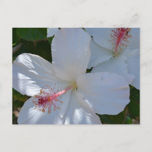 Floral Fragrance Postcard