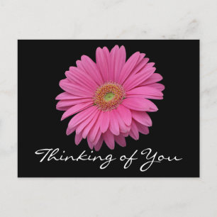 Floral Gerbera Daisy Pink Flower Thinking of You Postcard