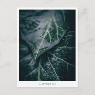 Floral Nature Photo Postcard