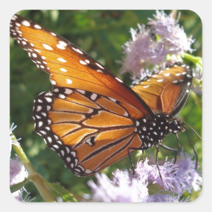 Floral Orange Monarch Butterfly Photo Flower Square Sticker