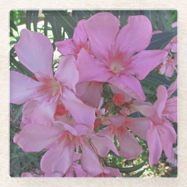 Floral Pastel Pink Long Petal Bloom Photo Flower Glass Coaster (Front)