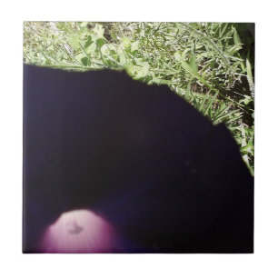 Floral Photo Ceramic Tile