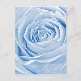 Floral Photo Dainty Light Blue Rose Postcard