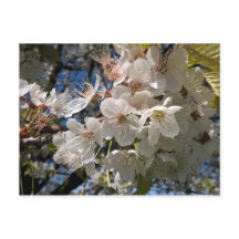 Floral photo postcard with white flowers